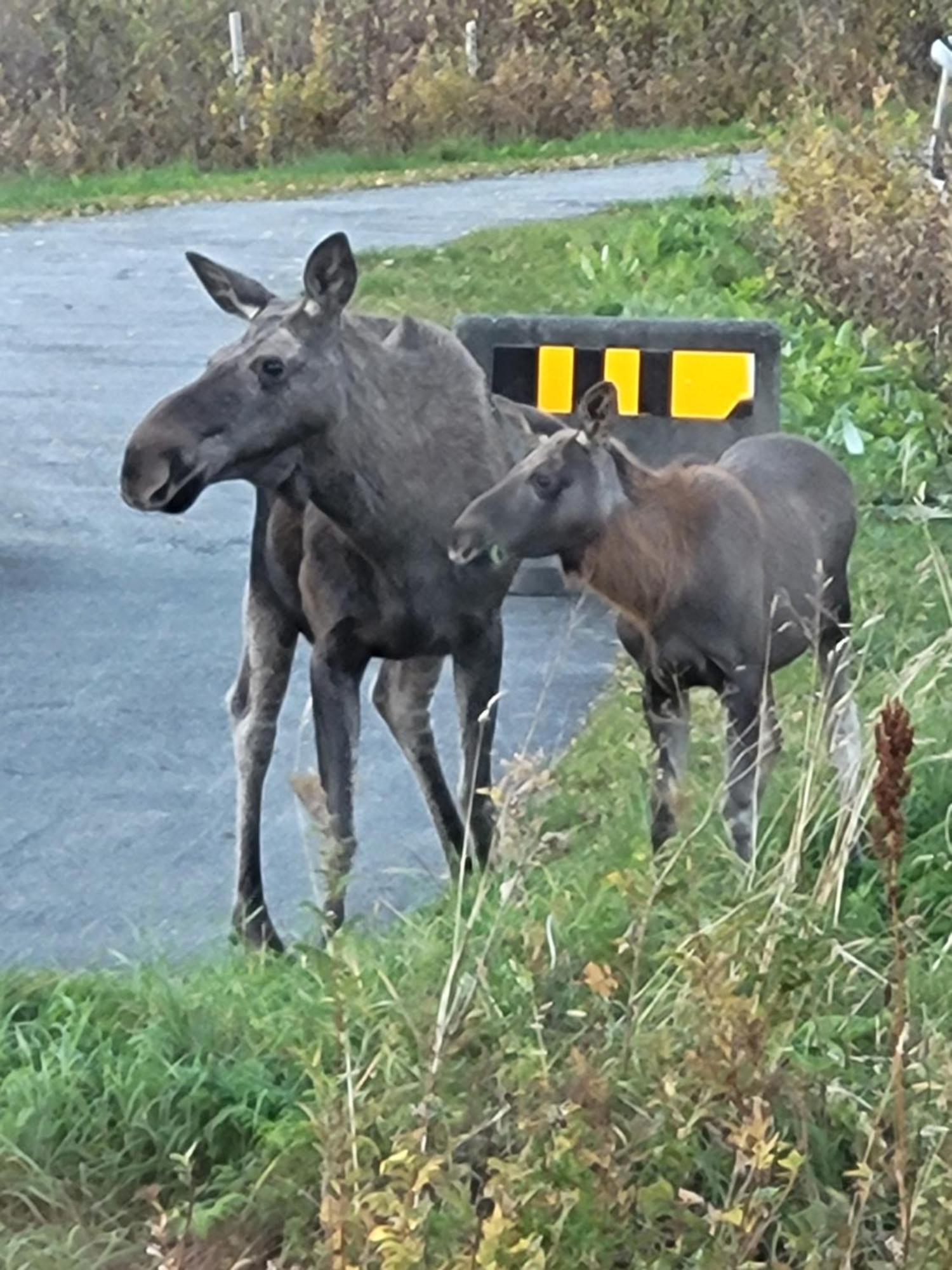 Sokkelleilighet Rett Ved Saltstraumen Bodø Buitenkant foto